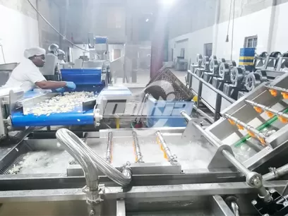 Proyecto de Línea de Procesamiento de Ajo de 300 kg/h en Jamaica